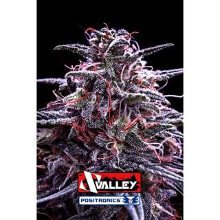 Z Valley 3 u. fem. Positronics Seeds