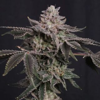 26894 - Z42 -  5 u. fem. FastBuds Seeds