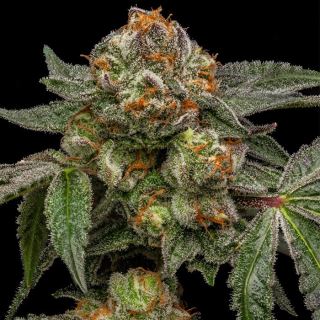 Zake 1 u. fem. Ripper Seeds