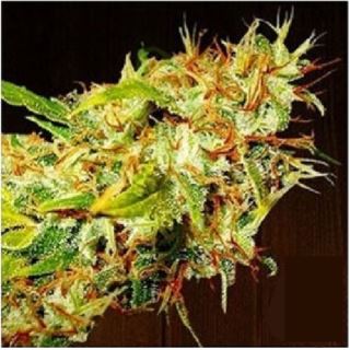 6586 - Zamaldelica 3 u. fem. Ace Seeds