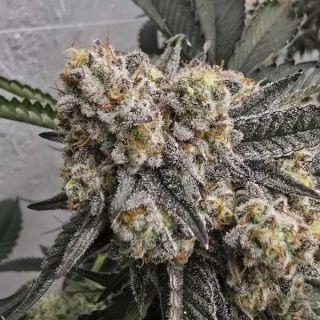 26193 - Zchupz  13 u. Reg Bask Triangle Farms