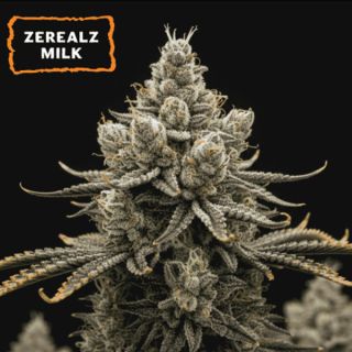 25504 - Zerealz Milk  fem.   15 u. Seedstockers