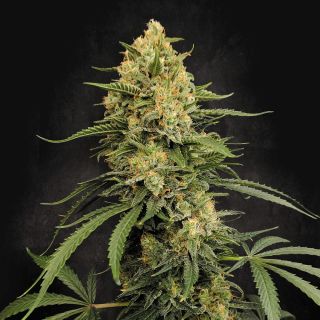 26312 - Zesty Bliss  5 u. fem. Paradise Seeds