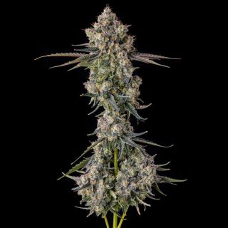 27210 - Zhampagne : Blue Nerdz (Blue Cookies x Zkittlez) x Pave  - 7 u. Fem Compound Genetics