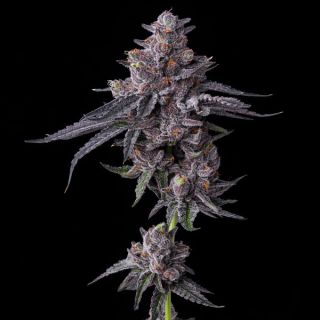 Zillions 25 u. fem. Barney's