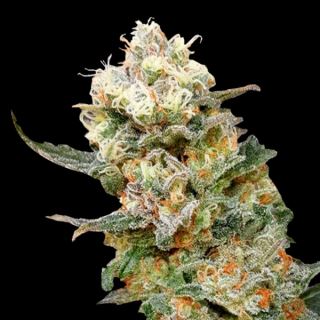 13858 - Zkittles Glue  1 u. fem. Expert Seeds