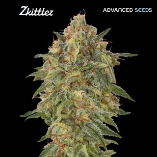 11916 - Zkittlez   1 u. fem. Advanced Seeds