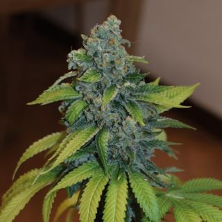 14309 - Zkittlez   3 u. fem. Medical Seeds