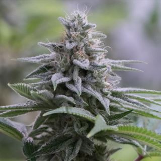 15649 - Zkittlez 2.0 -  5 ud Silent Seeds