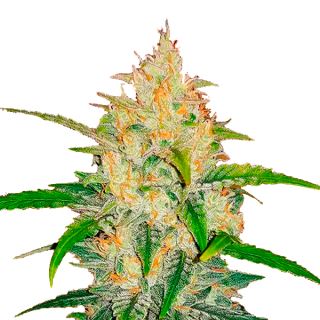 Zkittlez Auto  1 u. fem. FastBuds Seeds