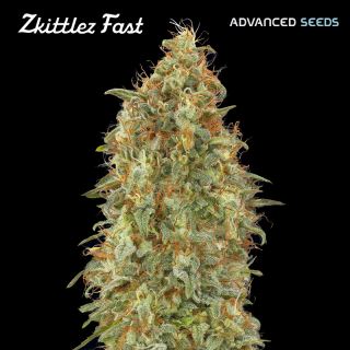 17190 - Zkittlez Fast   5 + 2 u. fem. Advanced Seeds