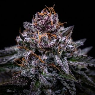 27713 - Zkittlez Pouding Triploid  10 u. fem Triploid Seeds