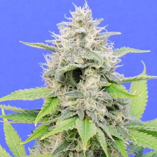 Zkittlzy Gorilla  1 u. fem. Original Sensible