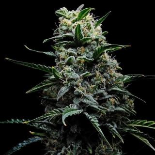 24139 - Zoinsk 10 u. fem Empire Seeds