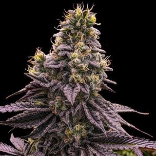 Zombie Bride  1 u. fem. Ripper Seeds