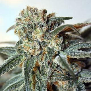 5638 - Zombie Kush 1 un. fem Ripper Seeds