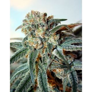 ZK5R - Zombie Kush 5 u. fem. Ripper Seeds