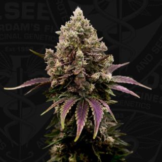 27672 - ZourGum 2 u. fem. 710 Limited Pack T.H. Seeds.