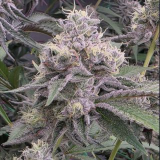 26194 - Ztrawberry Soup  13 u. Reg Bask Triangle Farms