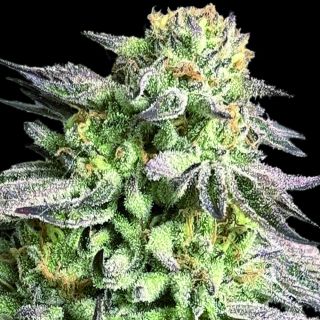 27389 - Zunami Peach   1 u. fem. 00 Seeds
