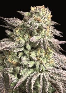 27350 - Zunami Peach  100 u. fem. 00 Seeds