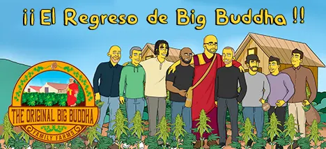 Vuelve Big Buddha Family Farms
