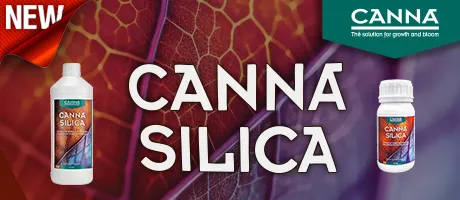 Canna Silica