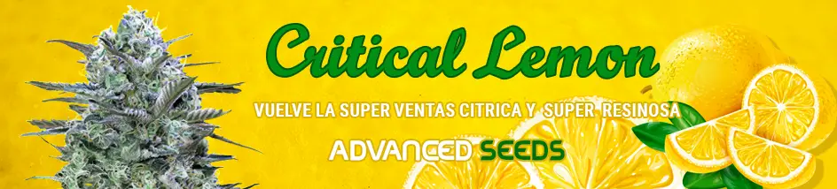 Vuelve Critical Lemon