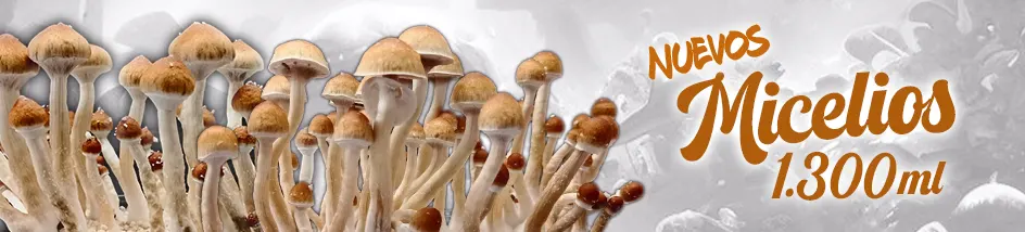 nuevos micelios