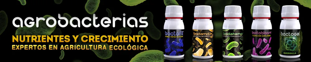 Agrobacterias